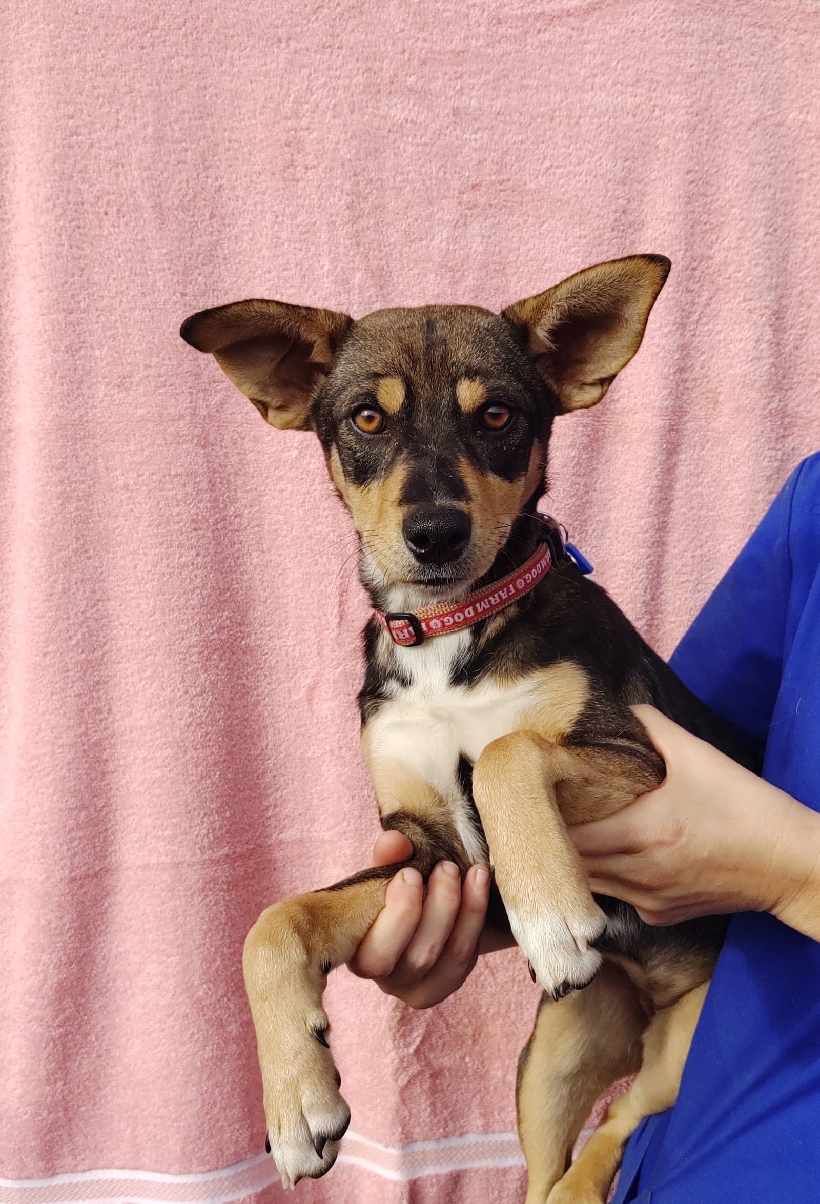 Save a Life Pet Rescue, Inc.