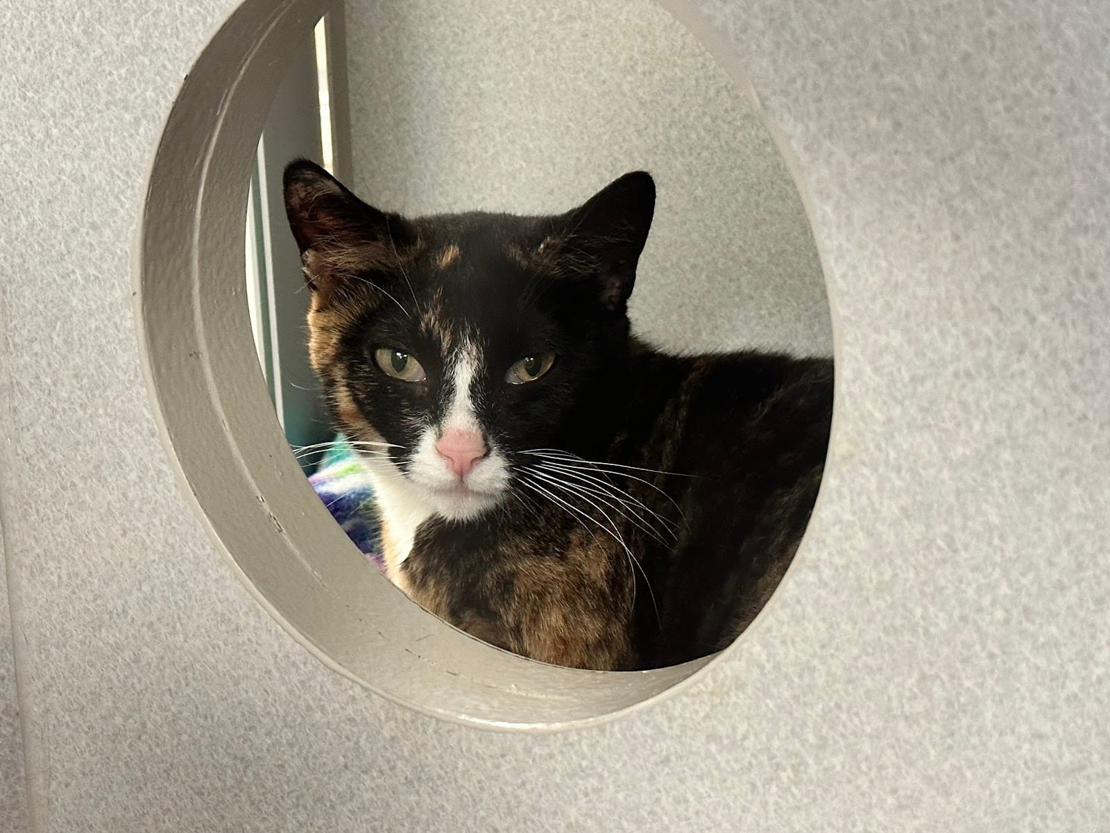 Seattle Area Feline Rescue