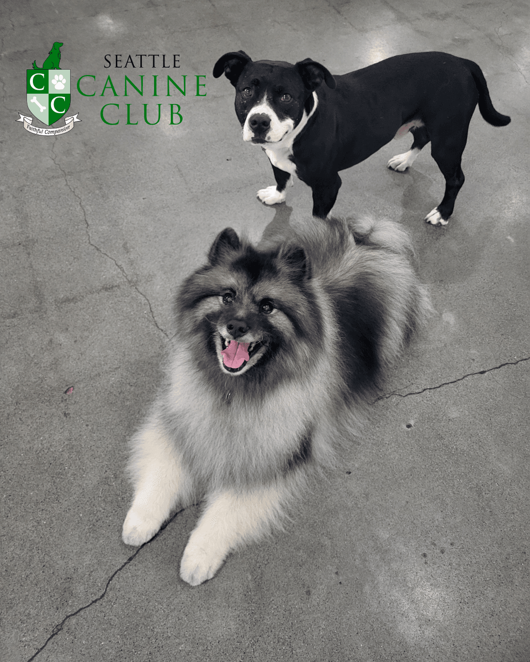 Seattle Canine Club - Dog Grooming & Self-Wash