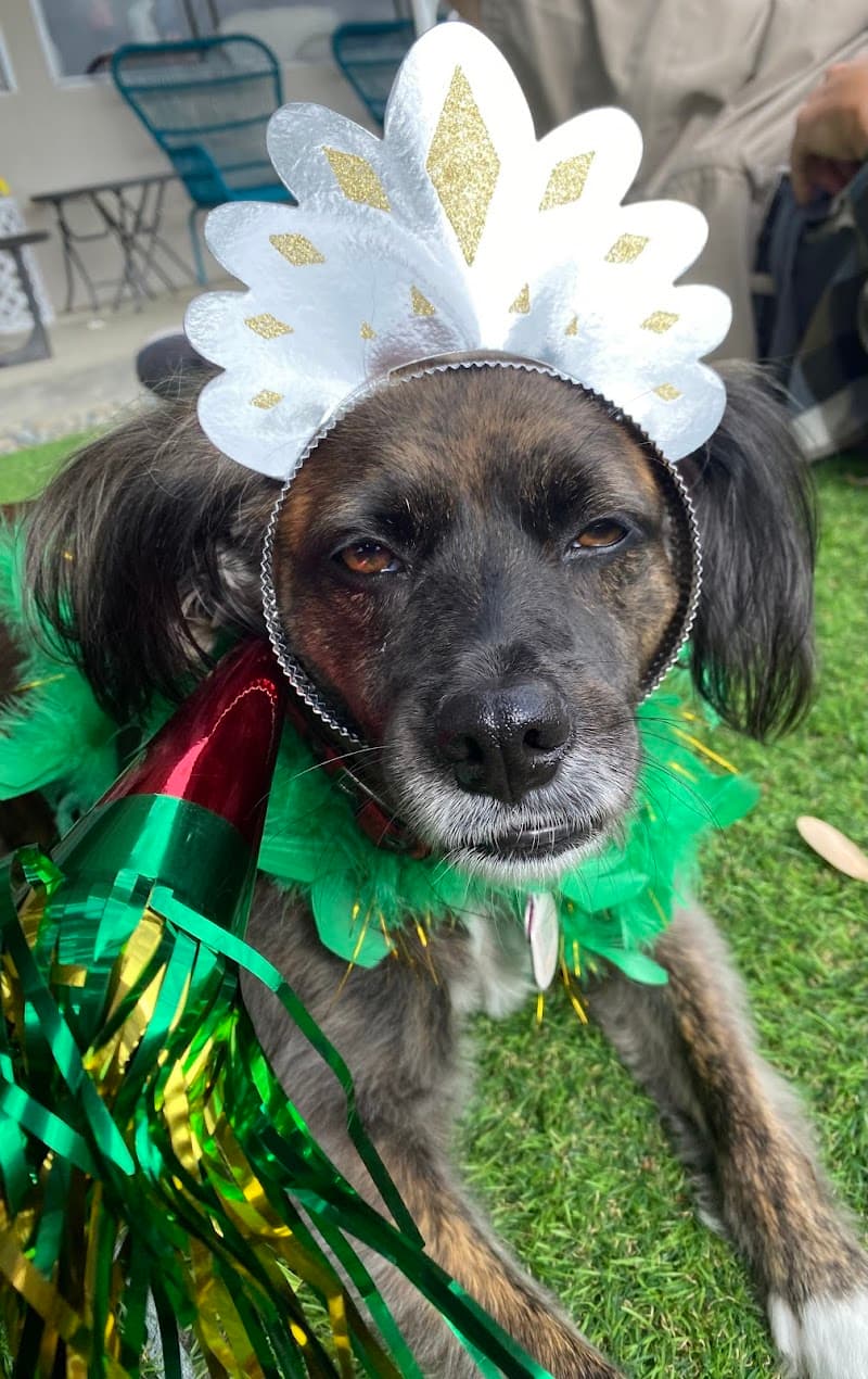 Second Chance Dog Rescue