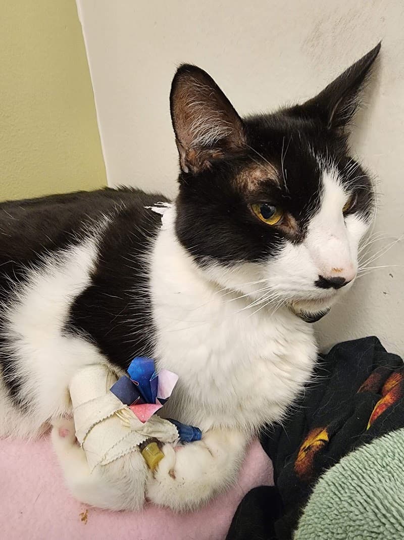 Seven Hills Veterinary Hospital photo 3