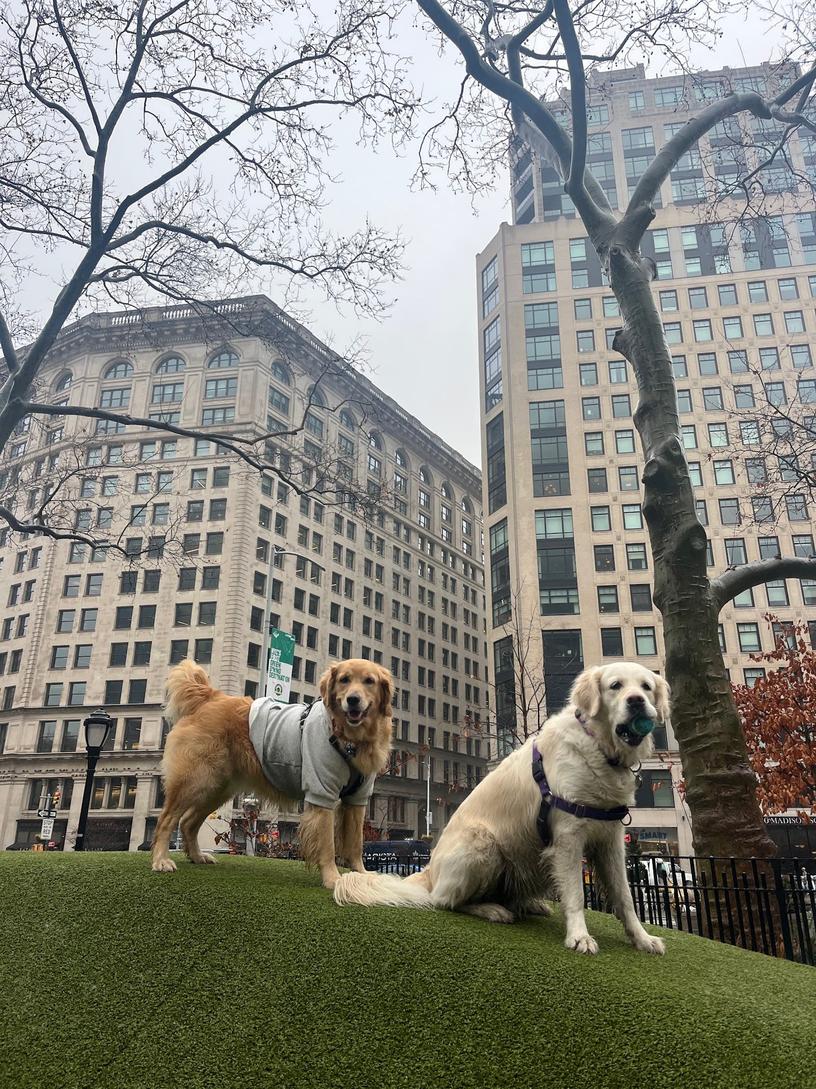 Sisters Paws - dog walker | pet sitter