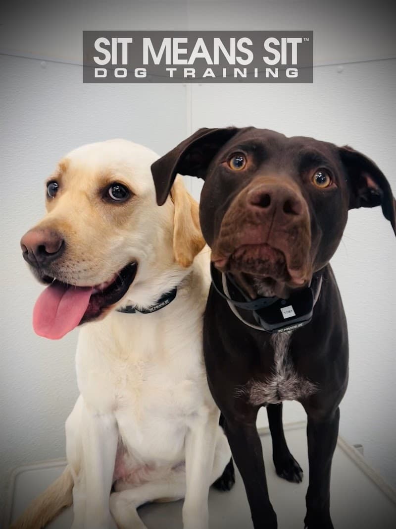 Sit Means Sit Denver Dog Training photo 2