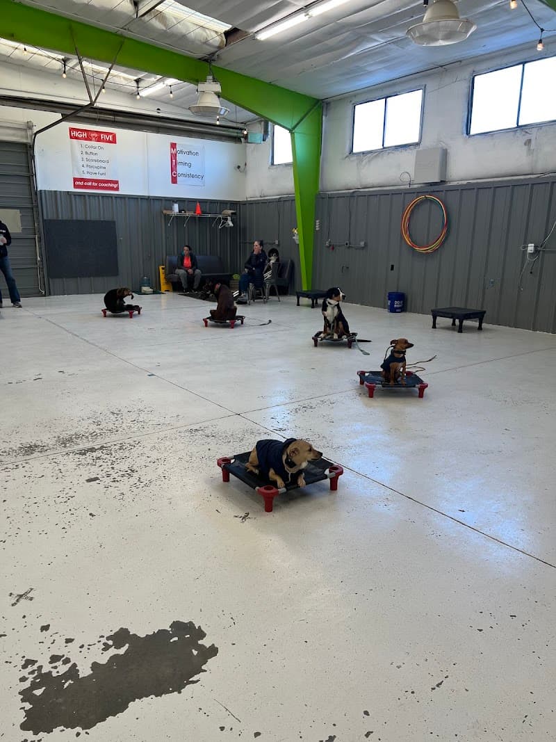 Sit Means Sit Denver Dog Training photo 4