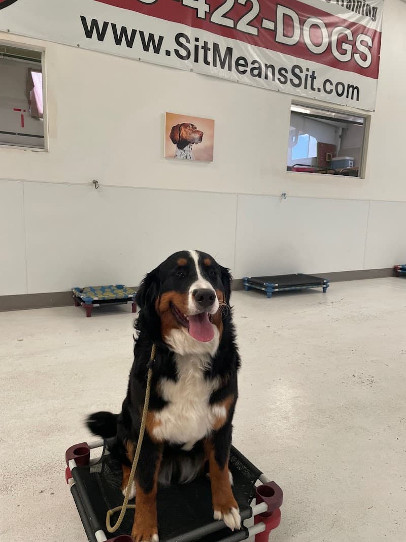 Sit Means Sit Denver Dog Training photo 6