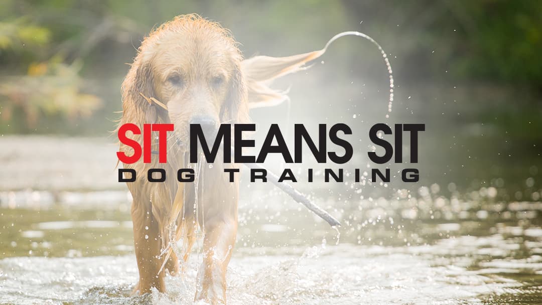 Sit Means Sit Dog Training