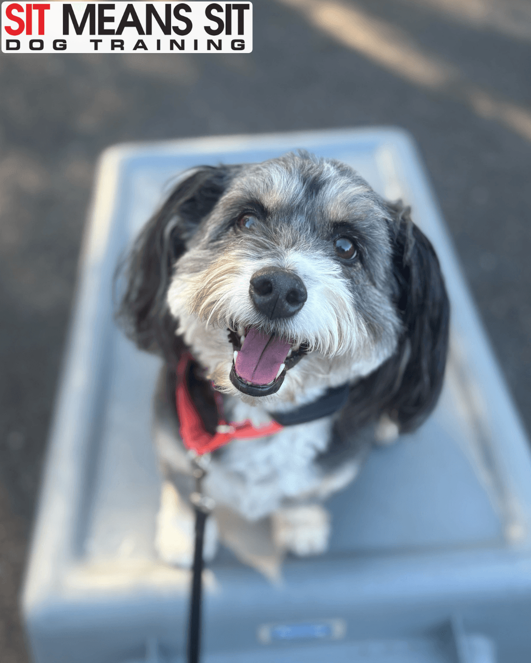 Sit Means Sit Dog Training - Portland
