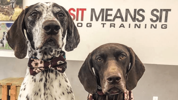 Sit Means Sit Dog Training Southern Maine
