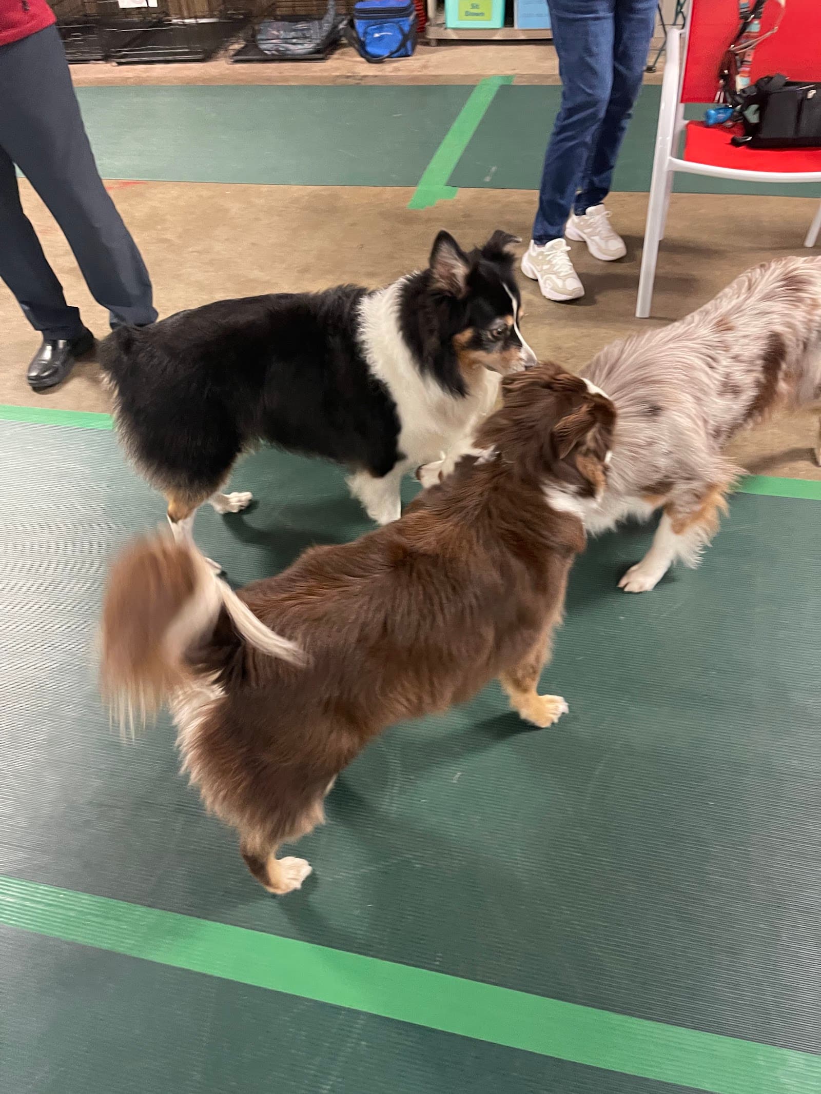 Smart Dog Training Center