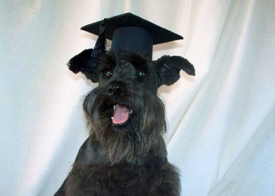 Smart Dogs Training Academy