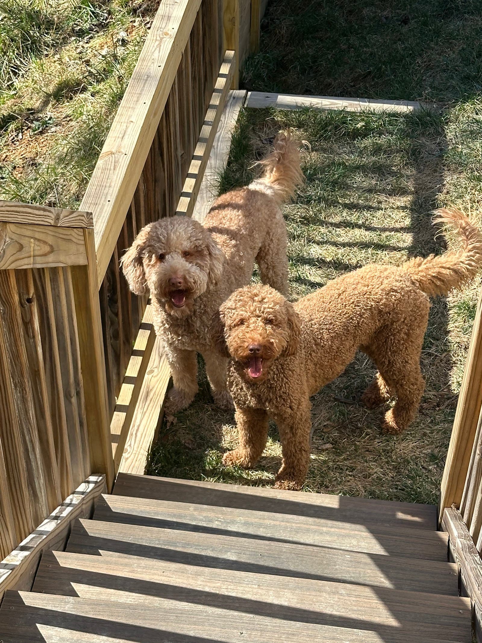 Something To Bark About