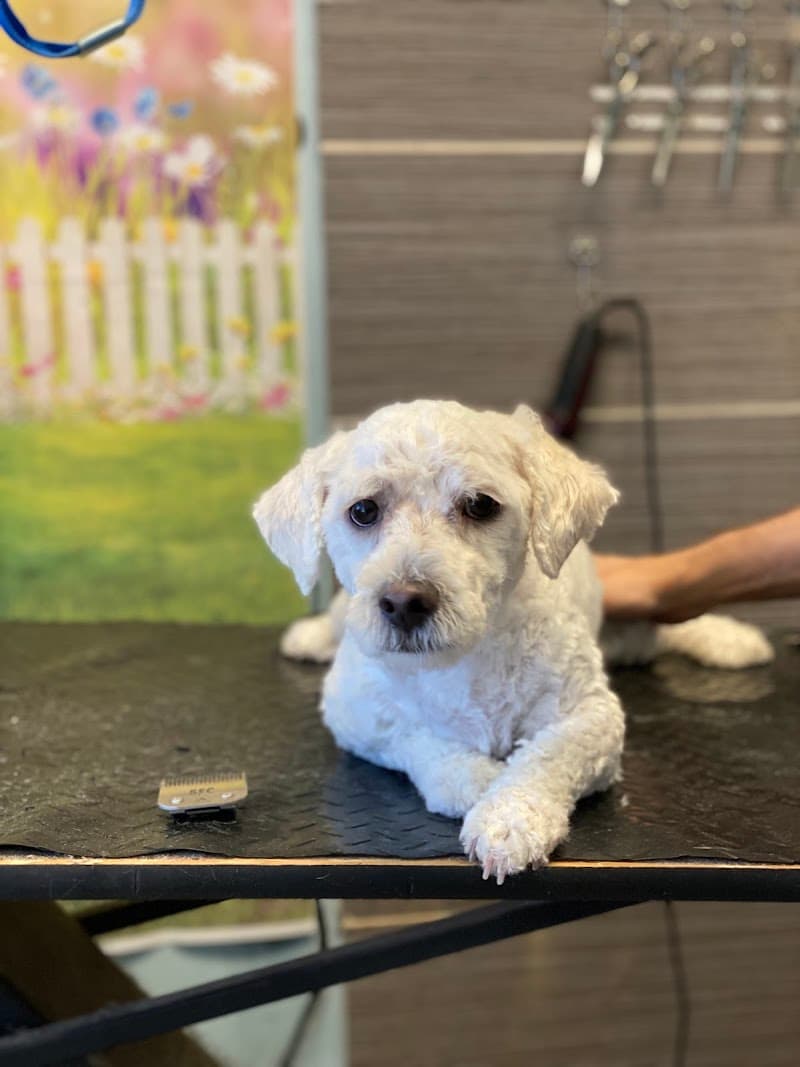 SOS Dog Grooming photo 3