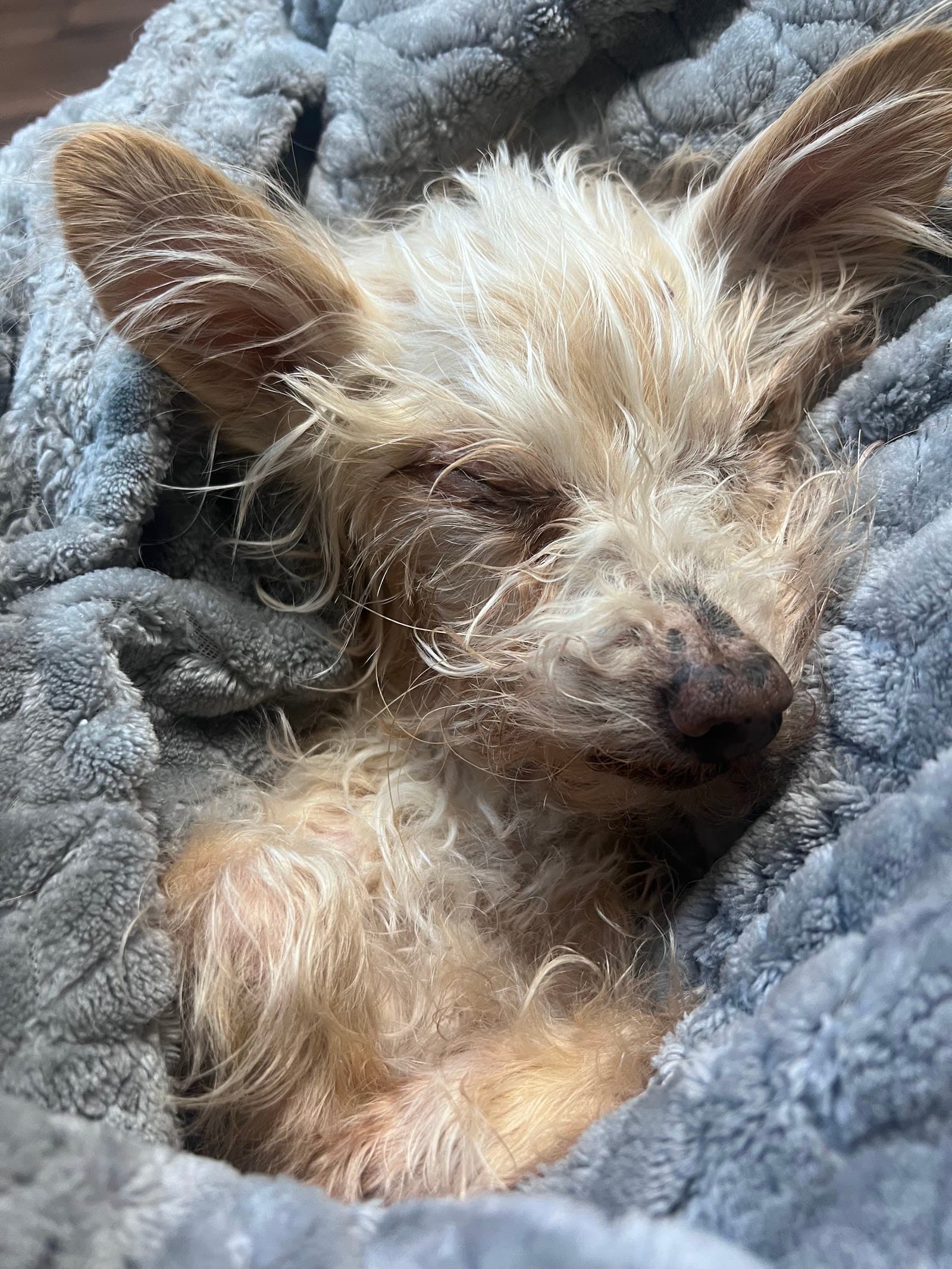 South Atlanta Veterinary Emergency & Specialty, A Thrive Pet Healthcare Partner