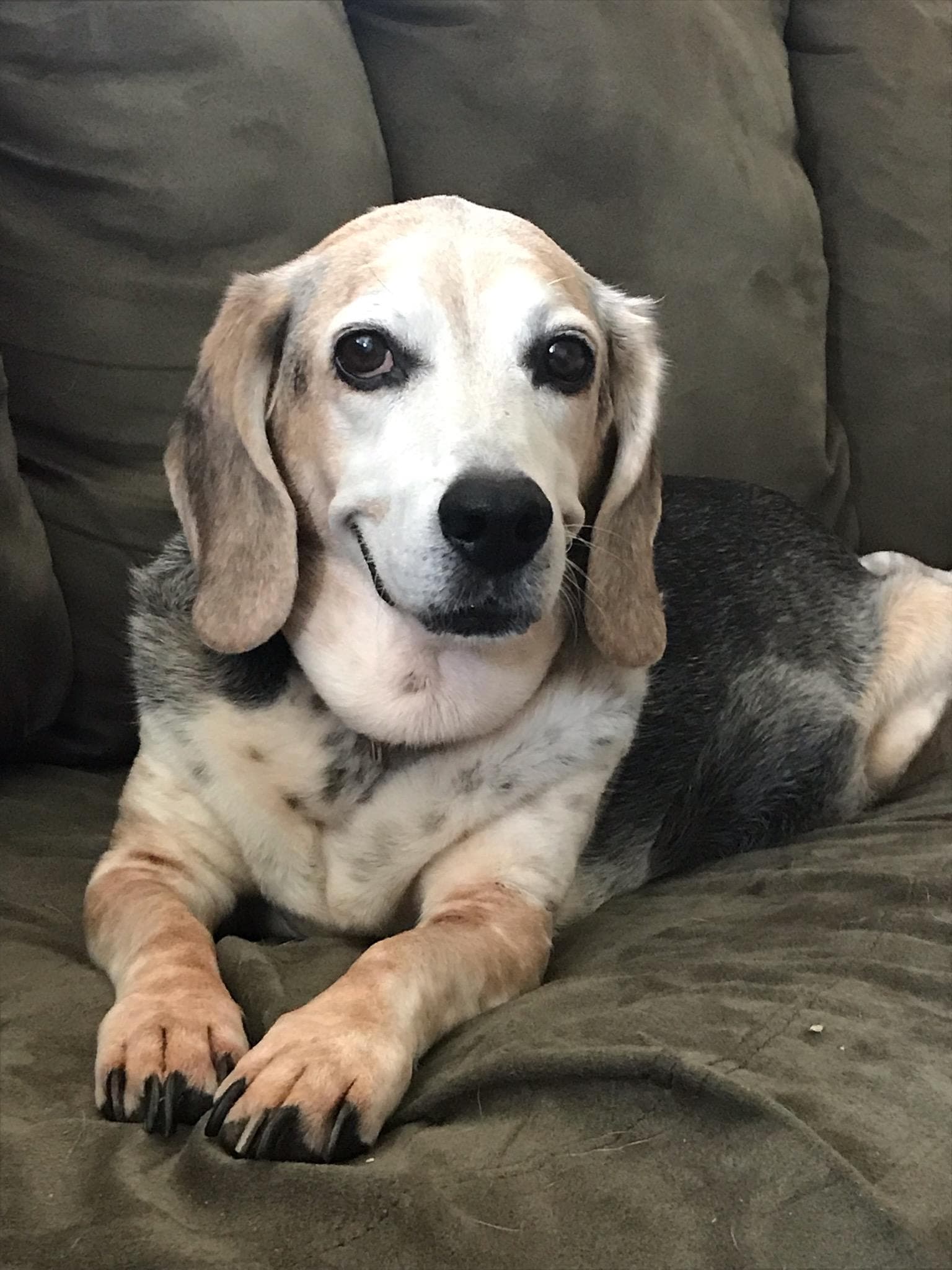South Jersey Rescue