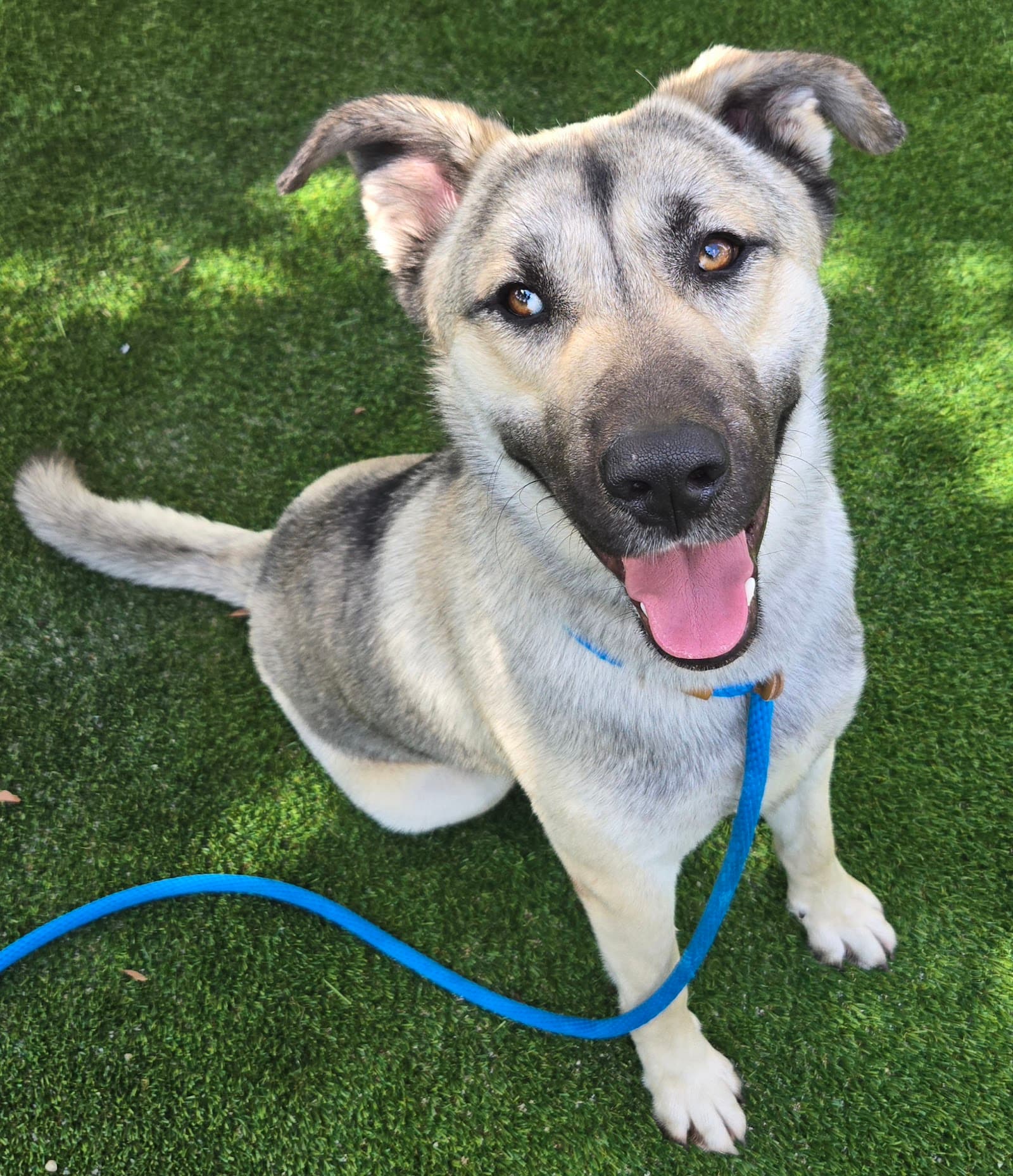 South Los Angeles Animal Care Center