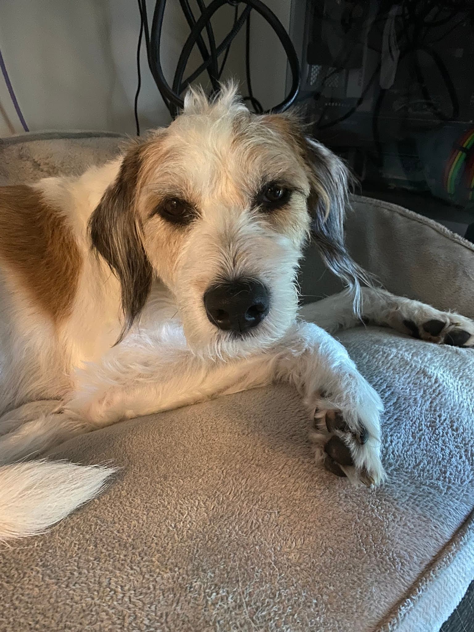 South Metro Animal Emergency Care