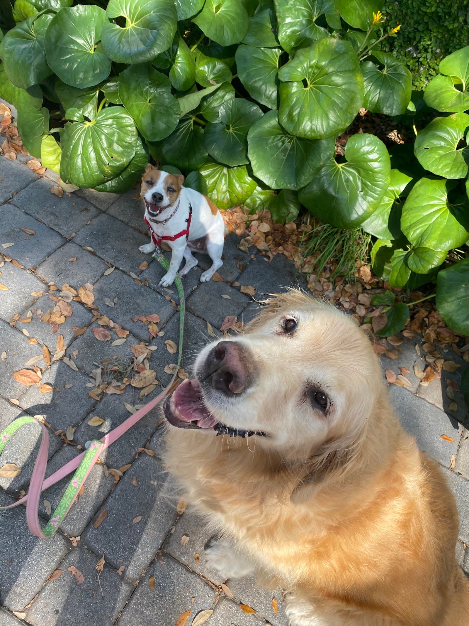 South Tampa Dog Walking & Pet Sitting