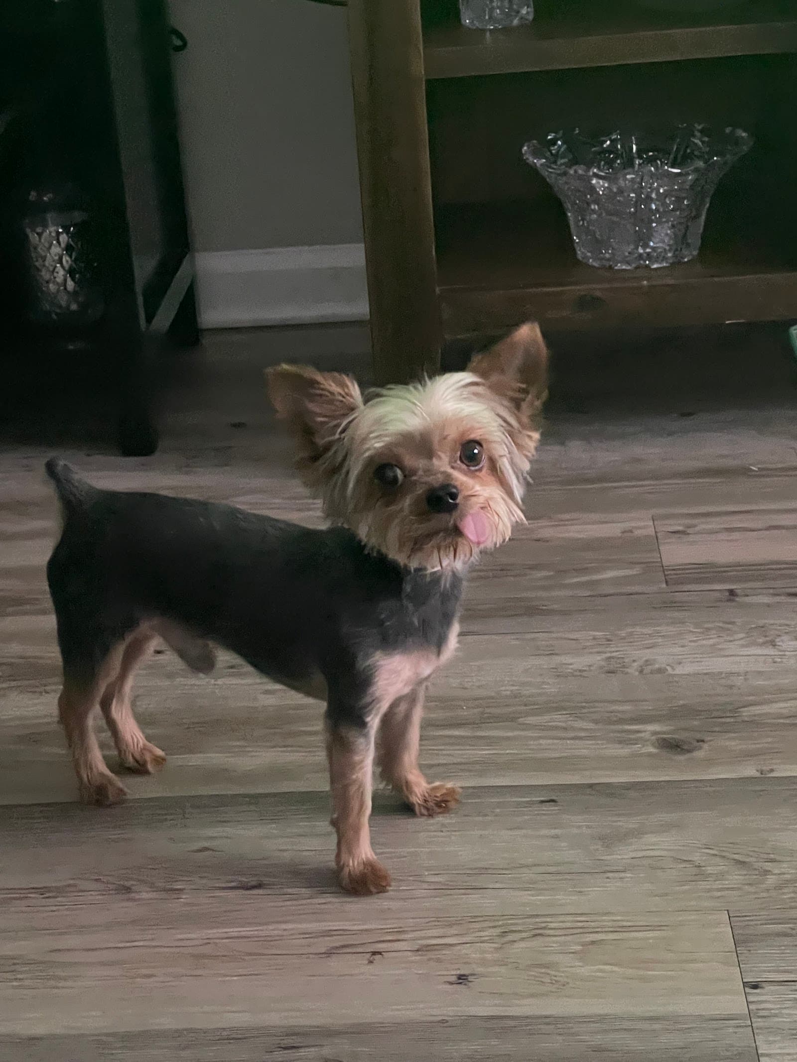 Sparky's Pet Salon