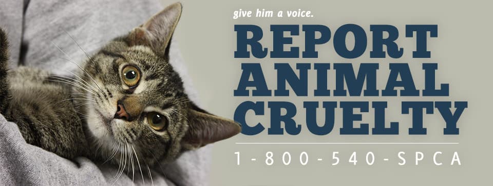 spcaLA Pet Adoption Center