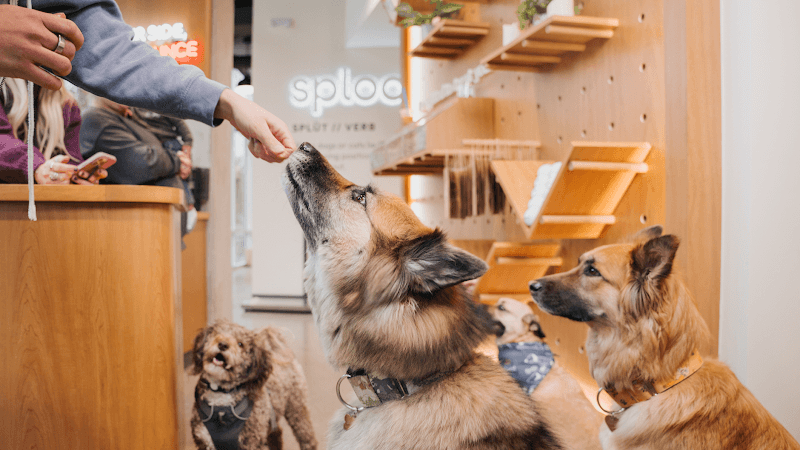 Sploot Veterinary Care - RiNo