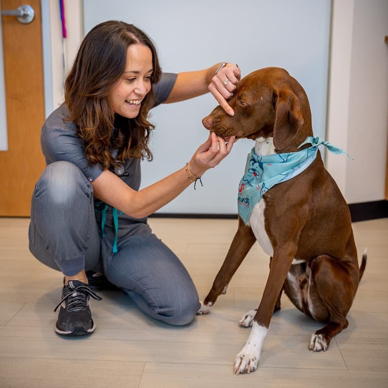 Sploot Veterinary Care - RiNo photo 4