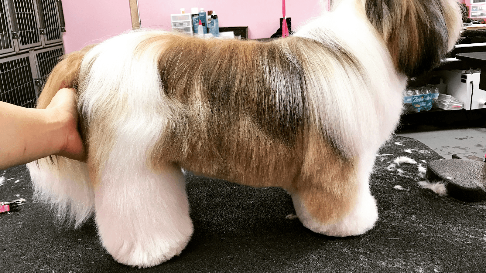 Spoil Me Dog Spa