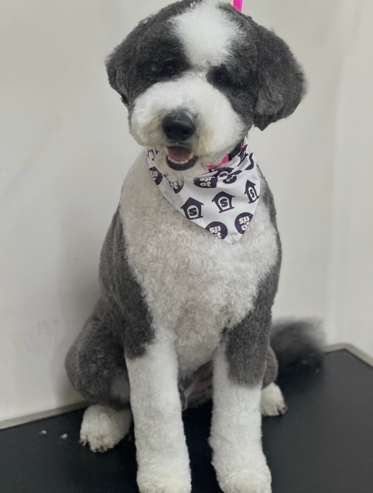 Spot Dog Daycare