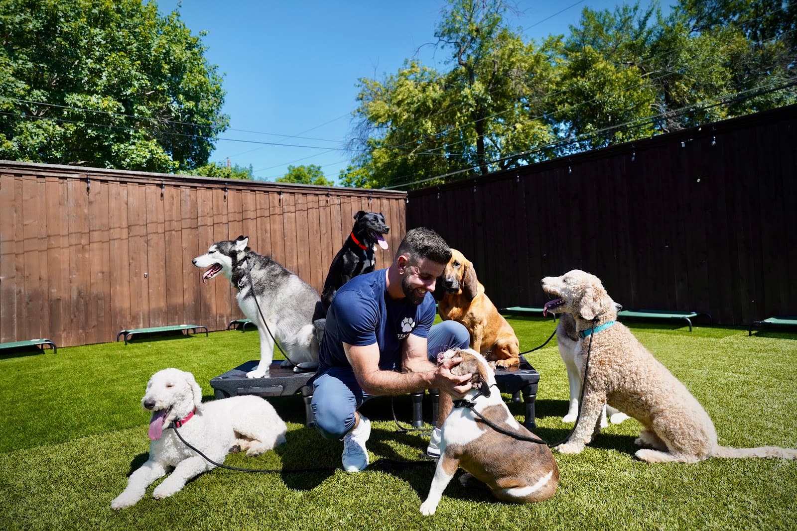 Starr Dog Behavior