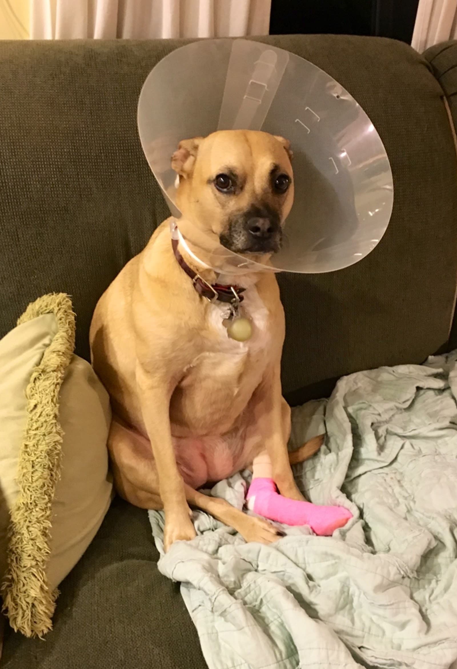 Stoneledge Animal Hospital