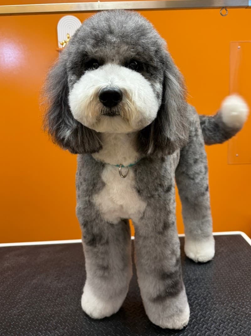 Suds Pet Salon photo 2