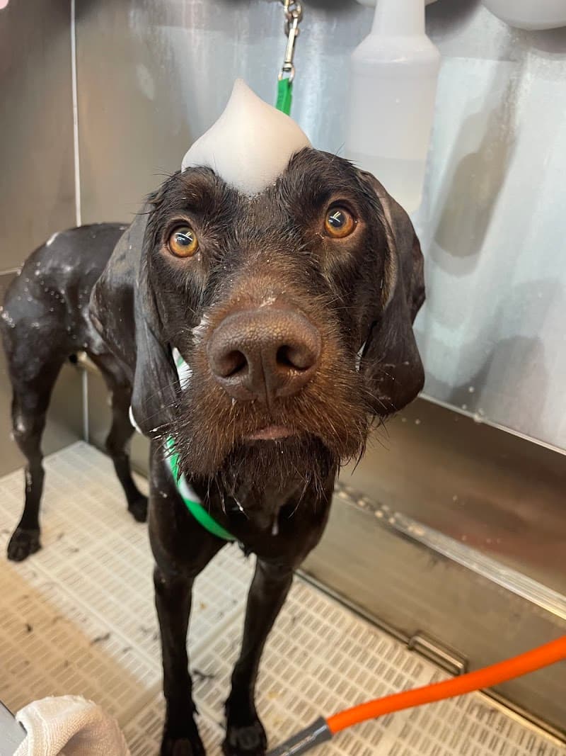 Suds Pet Salon photo 5