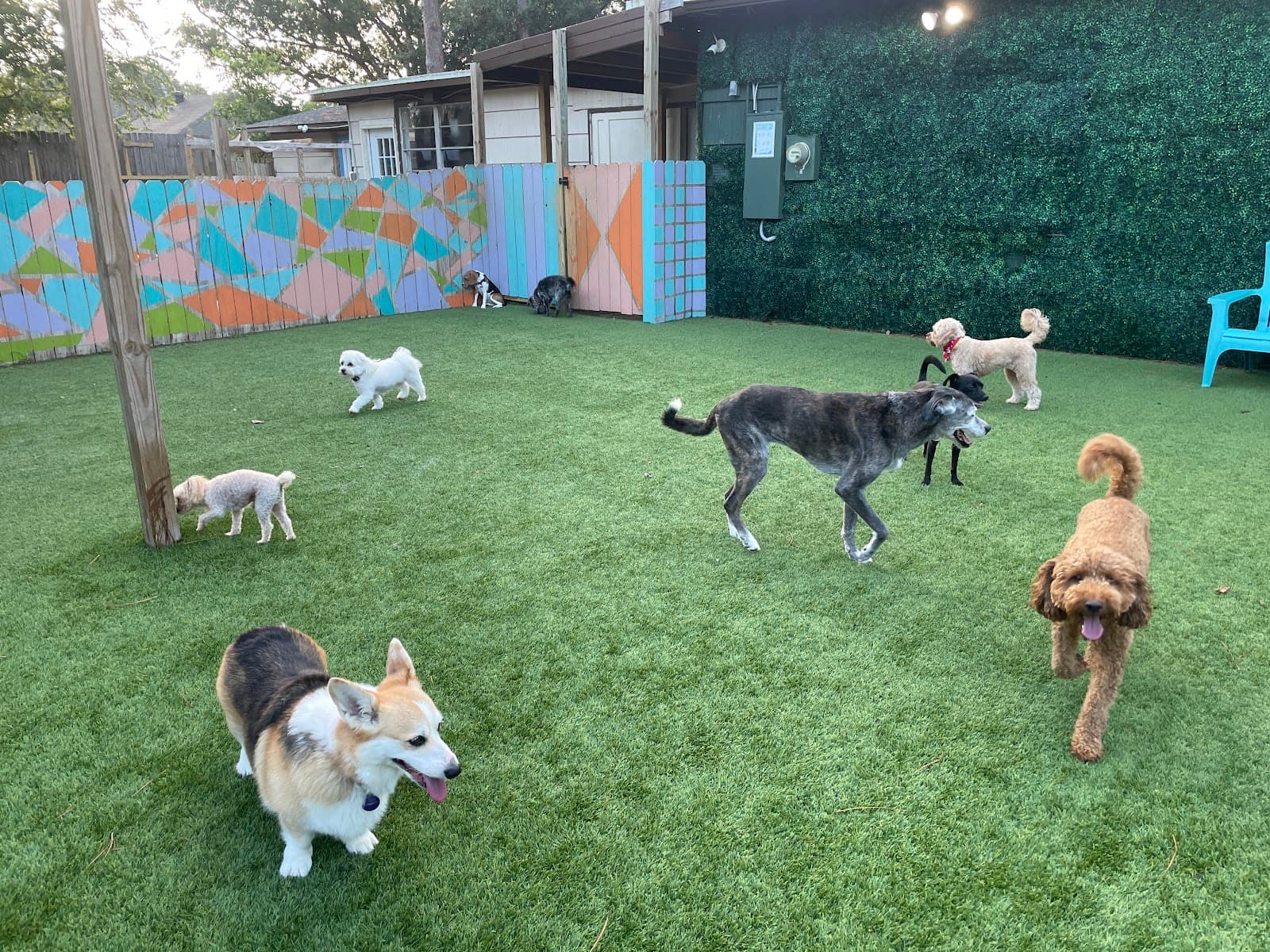 Super Paws: Dog Boarding & Daycare