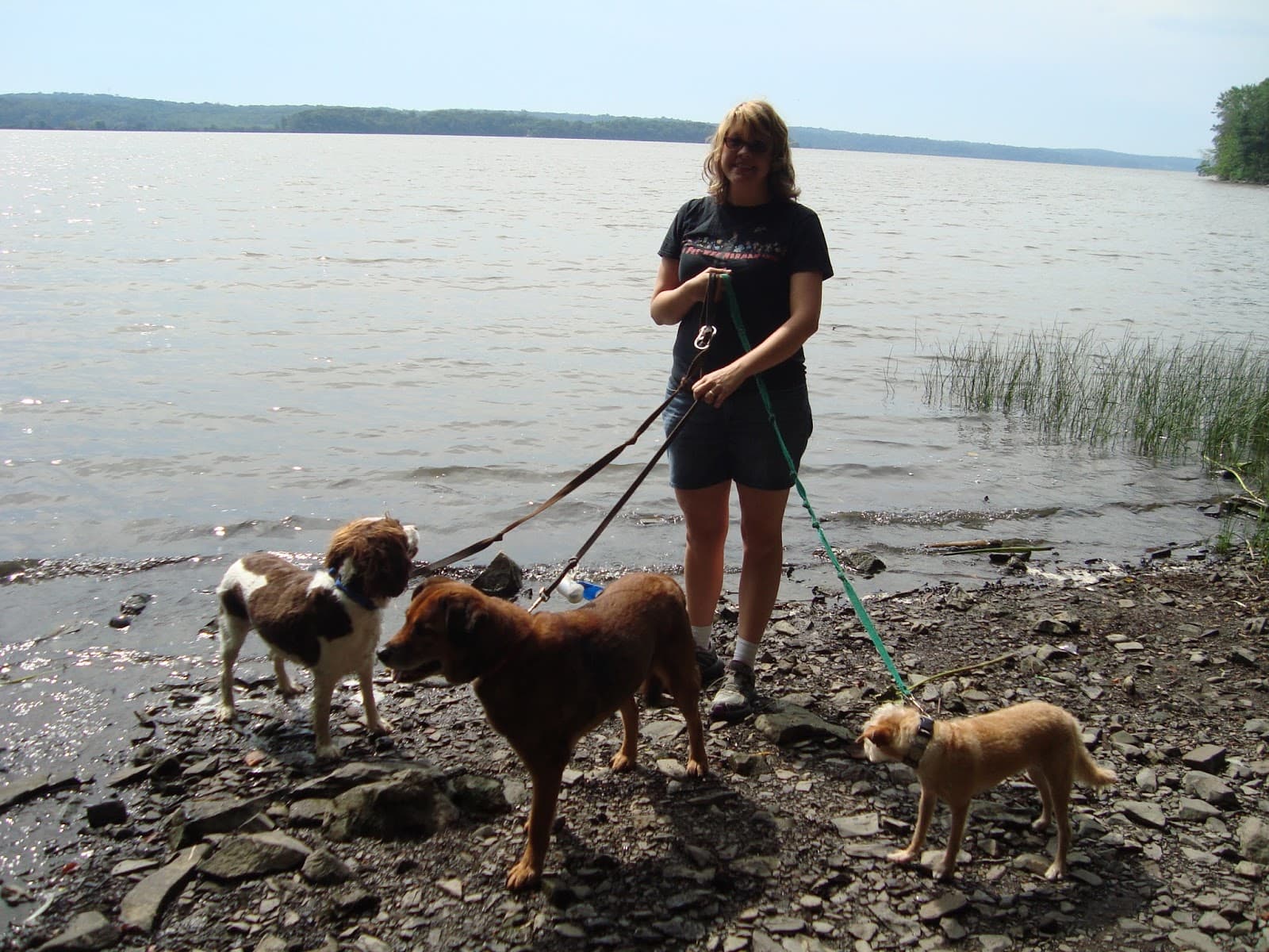 Susie's Pet Care