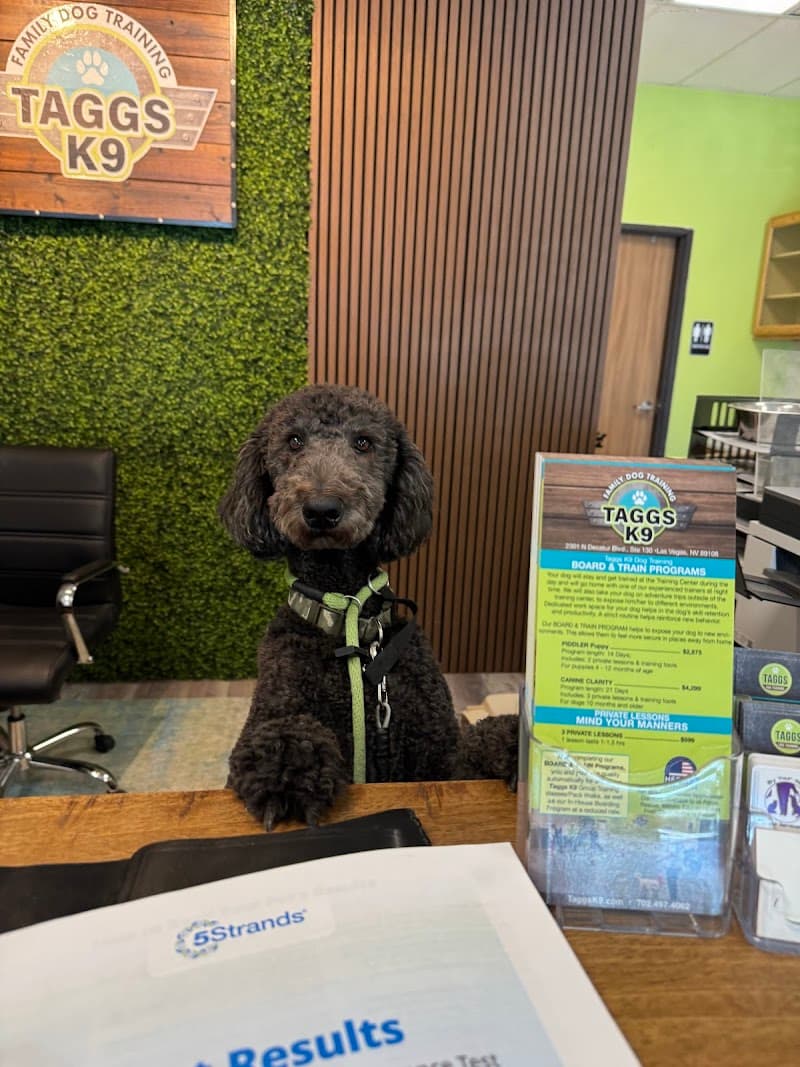 Taggs K9 Dog Training photo 2
