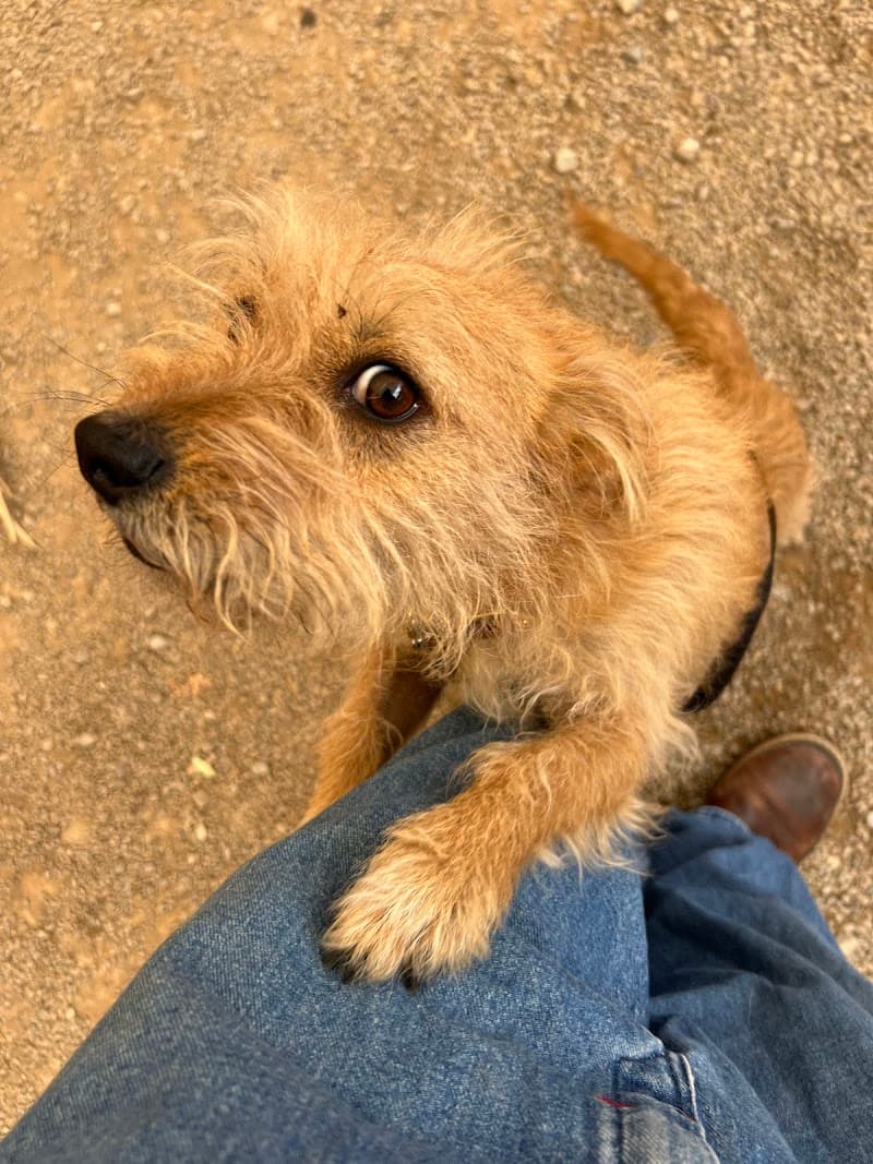 Taggs Town Family Dog Training Center