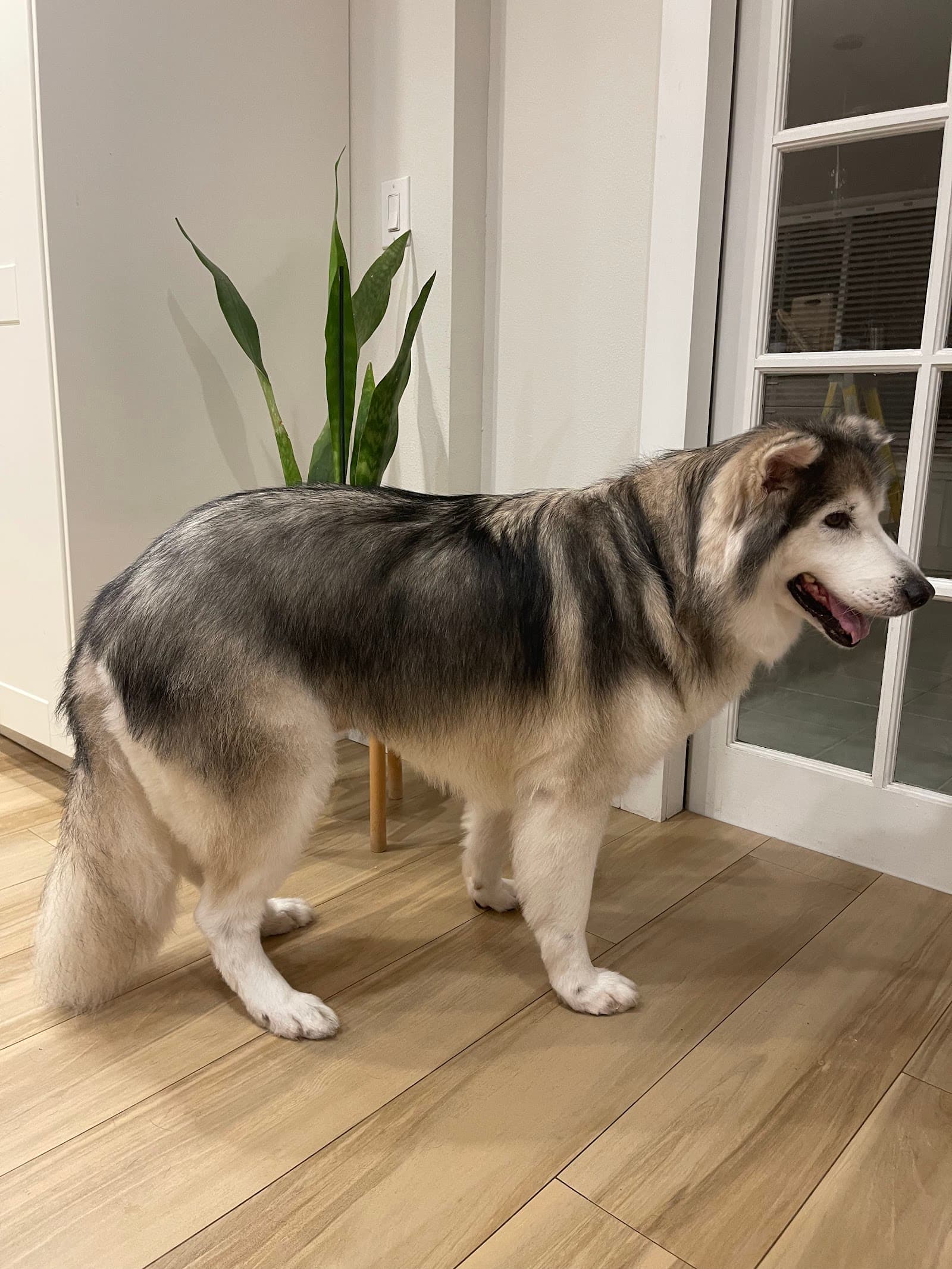 Tails By Orlando Pet Grooming