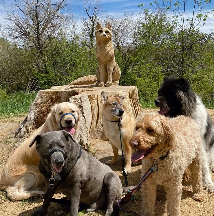 Tails Trails and Training photo 2