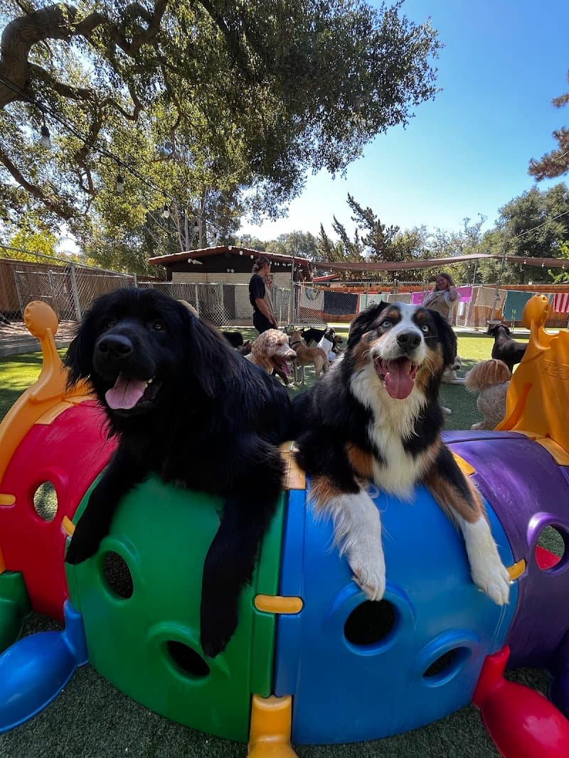 Tale of the Dog Boarding & Daycare