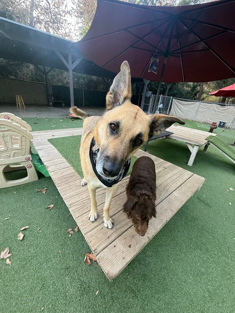 Tale of the Dog Boarding & Daycare photo 2