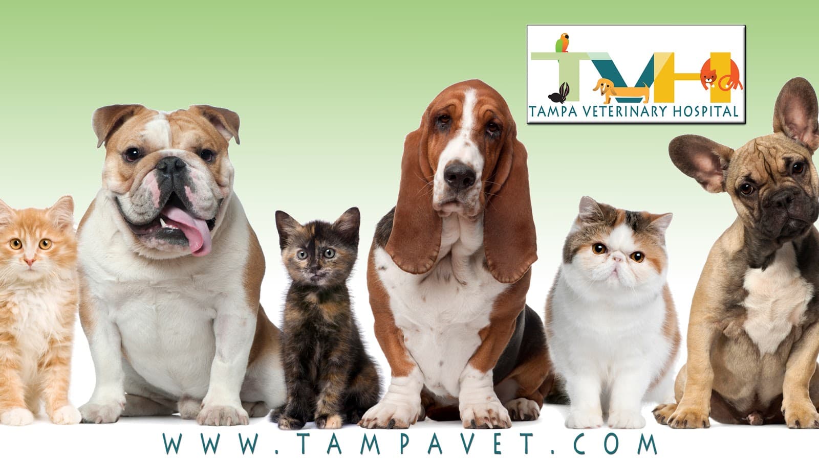 Tampa Veterinary Hospital