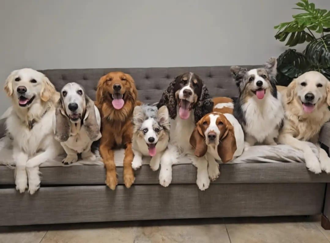 Temple Terrace Animal Hospital