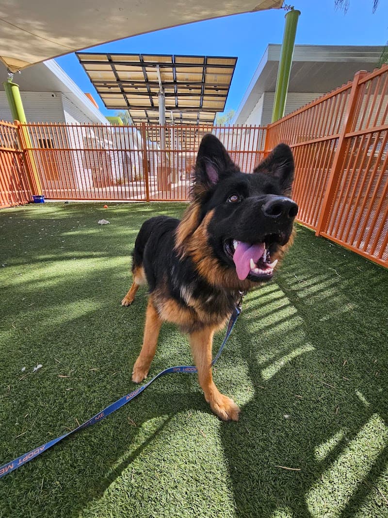 The Animal Foundation photo 2