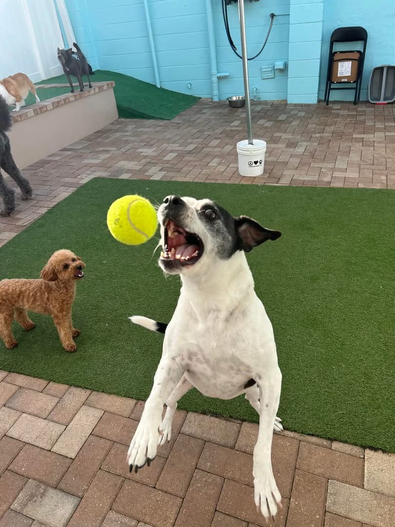 The Bark Station