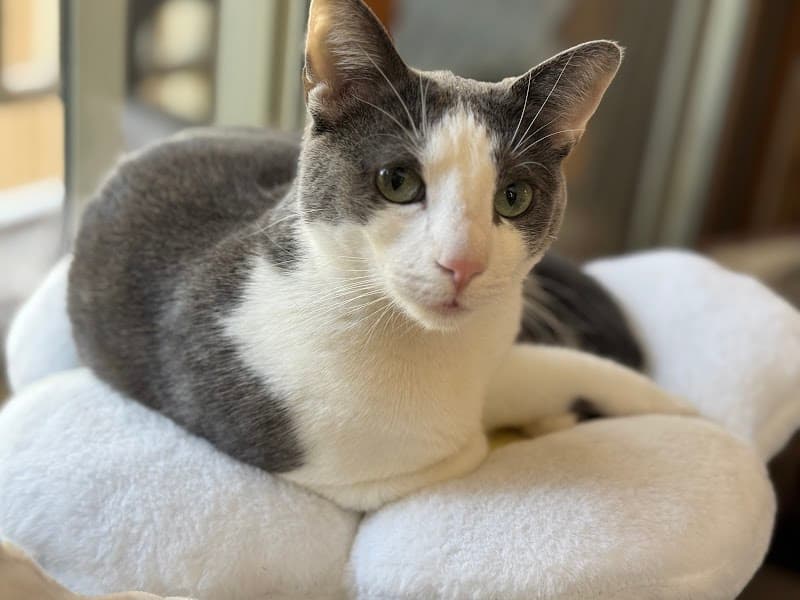 The Cat Lounge Rescue and Adoption Center photo 3