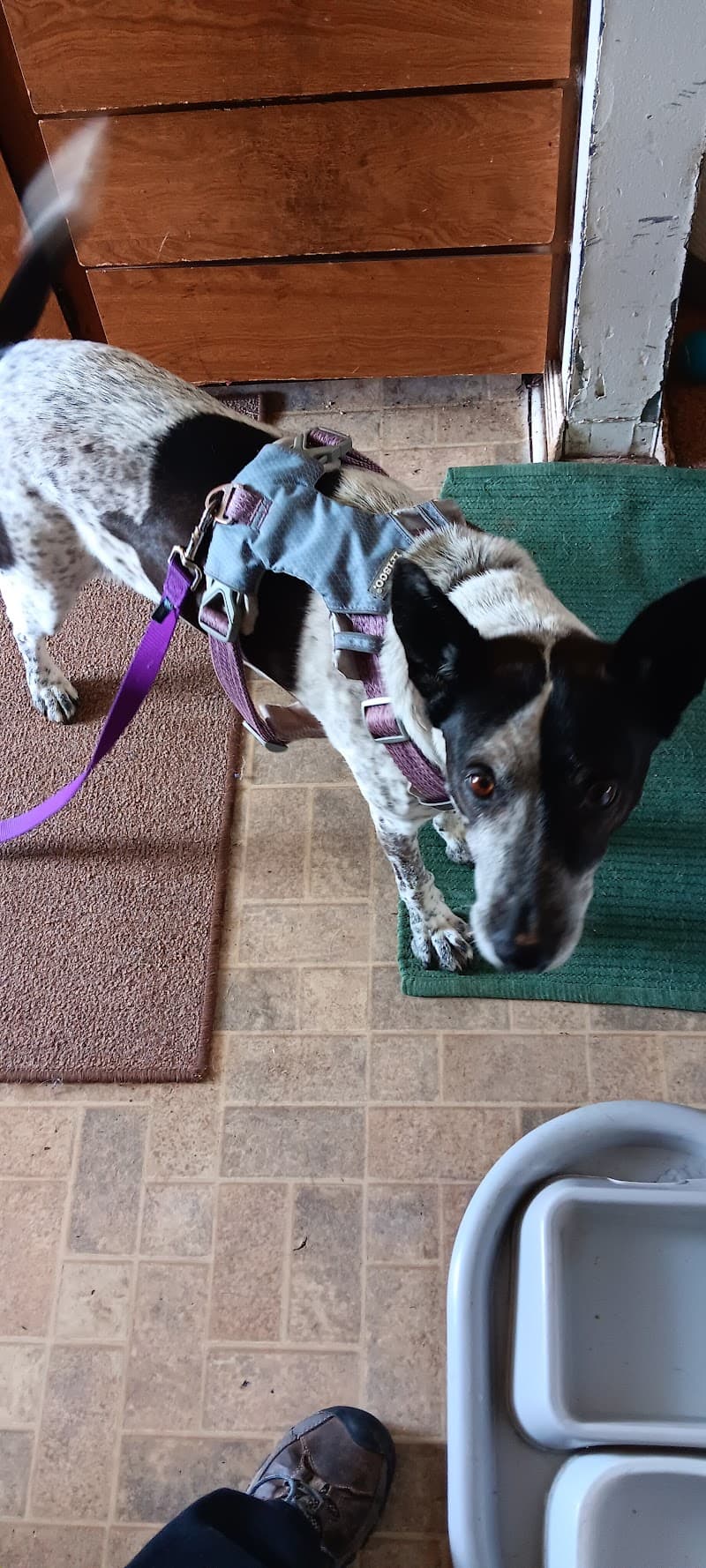 The Center for Animal Wellness photo 5