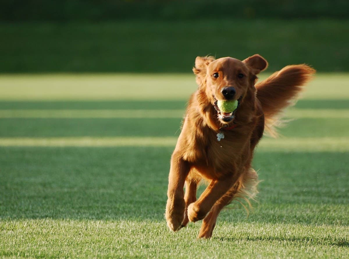 The Cooperative Dog