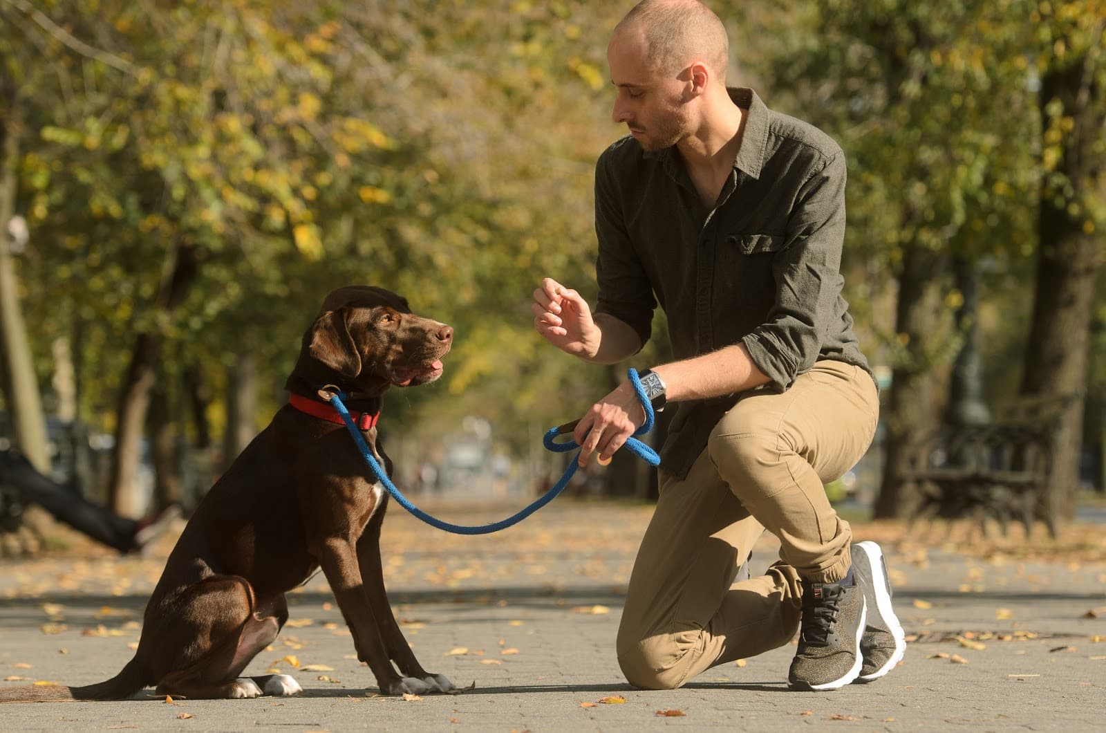 The Dog Behaviorist NYC