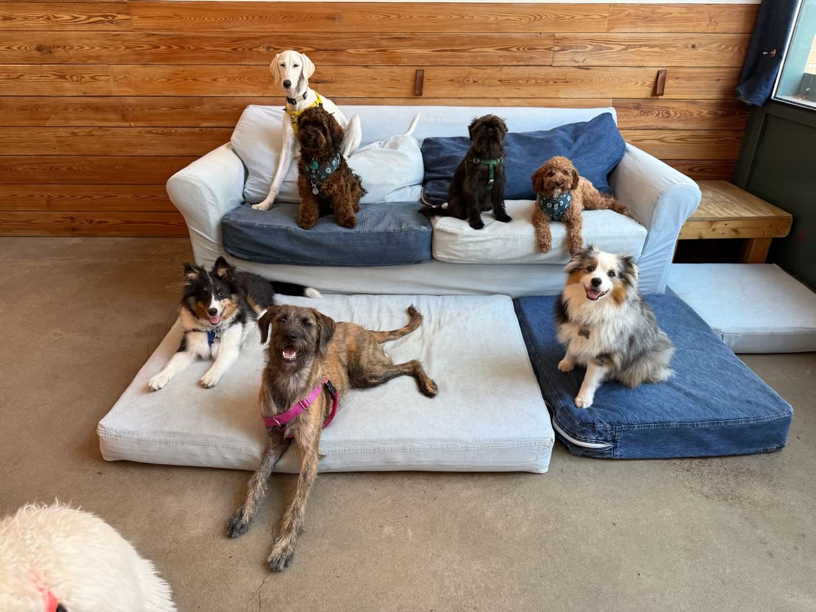 The Dog Institute of Williamsburg
