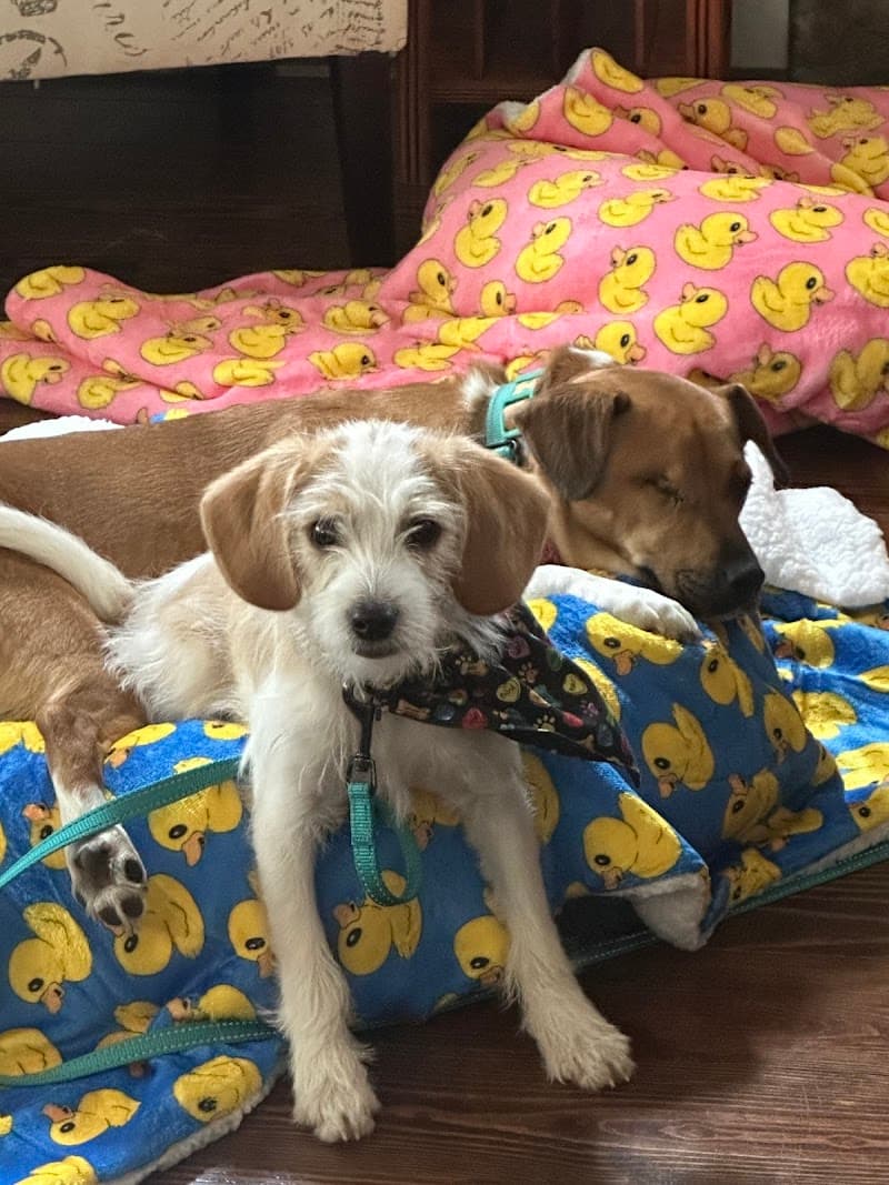 The Dog Mom Store.