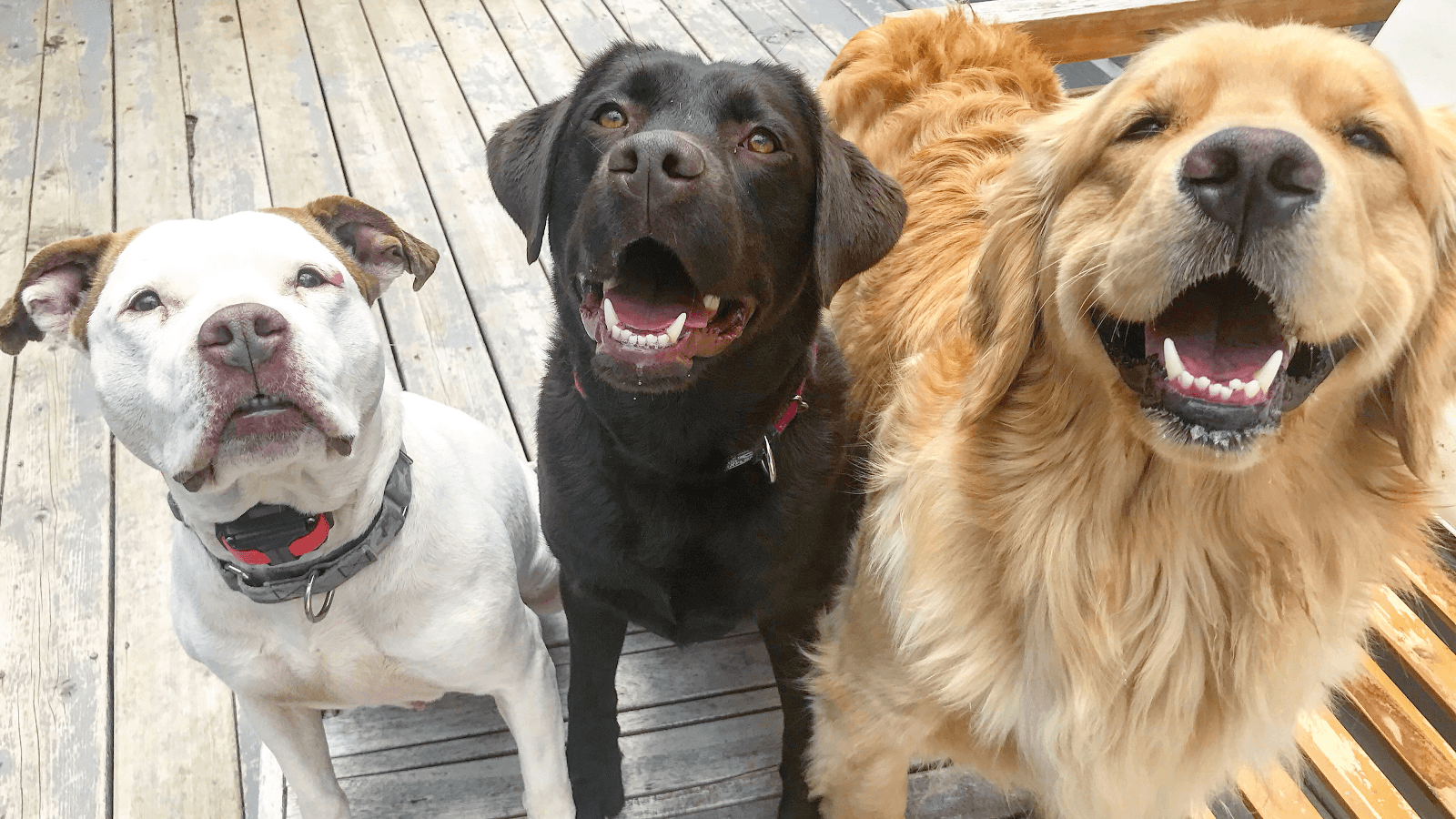 The Maine Pack